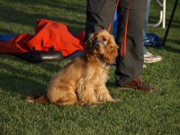 7 July 2012 Peanut.jpg